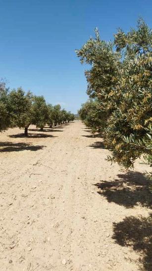  قطعة أرض في Molina de Segura, Spain 7000متر مربع رقم 182496