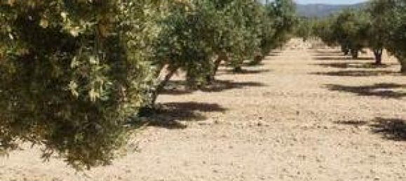  قطعة أرض في Molina de Segura, Spain 7000متر مربع رقم 182496 4