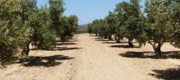  قطعة أرض في Molina de Segura, Spain 7000متر مربع رقم 182496 2