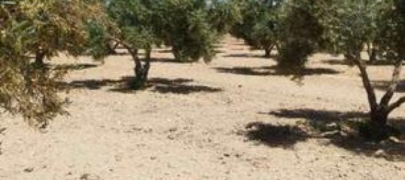  قطعة أرض في Molina de Segura, Spain 7000متر مربع رقم 182496 3