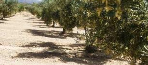  قطعة أرض في Molina de Segura, Spain 7000متر مربع رقم 182496 5