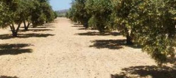  قطعة أرض في Molina de Segura, Spain 7000متر مربع رقم 182496 8