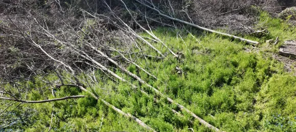 قطعة أرض في Perchtoldsdorf, Austria 1000متر مربع رقم 166315 5