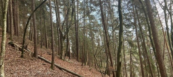  Commercial property in Eberstein, Austria No. 128839 2