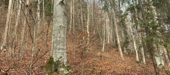  Commercial property in Eberstein, Austria No. 128839 4