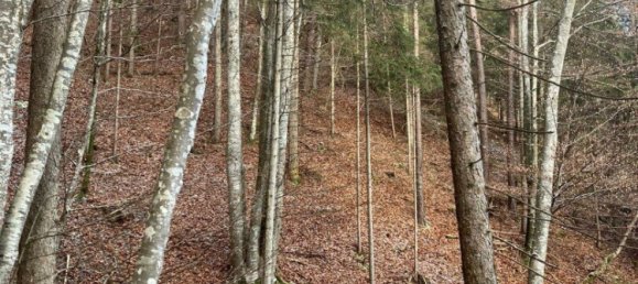  Commercial property in Eberstein, Austria No. 128839 3