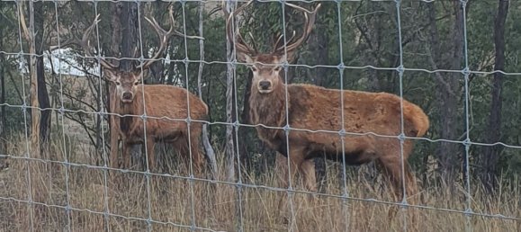 2 chambres Maison à Colinton, Australia No. 563 15