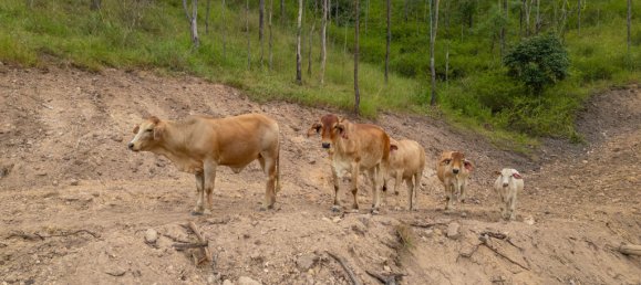 2 chambres Maison à Colinton, Australia No. 563 18