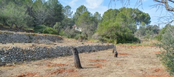 12000m² Land in Jalon, Spain No. 160955 2