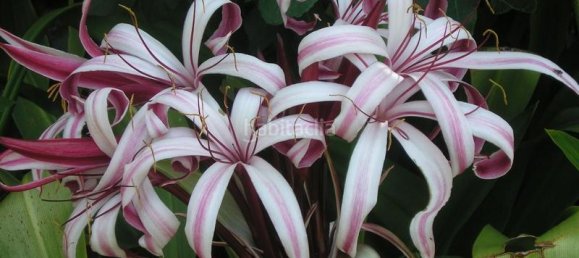 4 bedrooms House in San Miguel de Abona, Spain No. 129965 17