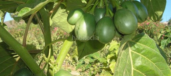 4 bedrooms House in San Miguel de Abona, Spain No. 129965 12