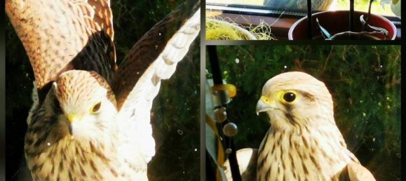 4غرفة شقة في Volkermarkt, Austria رقم 212706 47