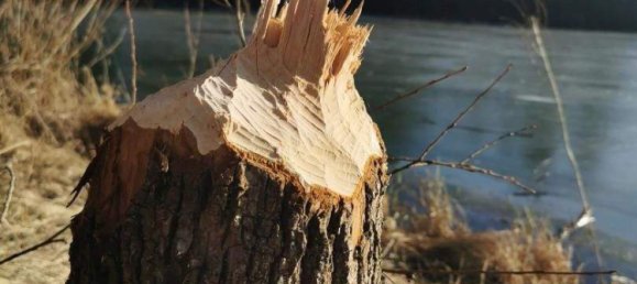 4غرفة شقة في Volkermarkt, Austria رقم 212706 46