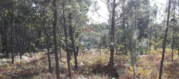 Grundstück in Viseu, Portugal 8715m², Nr. 51647 2