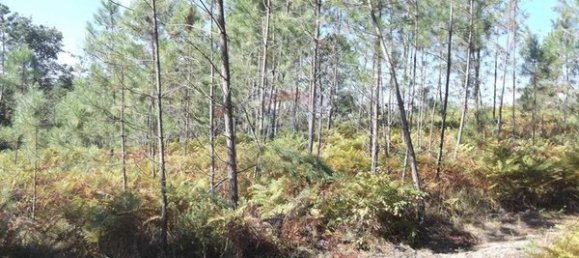 Grundstück in Viseu, Portugal 8715m², Nr. 51647 4