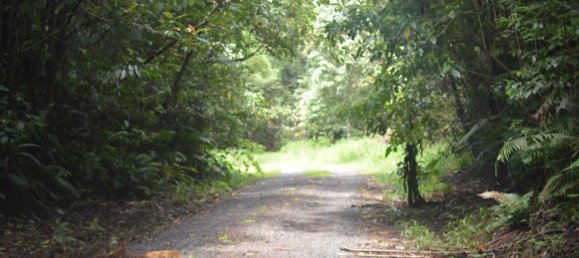 Ферма с 3 спальнями в Millaa Millaa, Австралия № 891 23