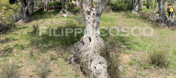 8 rooms Villa in Zagarise, Italy No. 24459 16