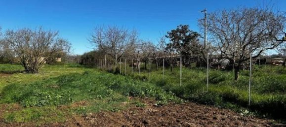  قطعة أرض في Bassano in Teverina, Italy 3200متر مربع رقم 40103 13