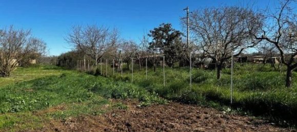  قطعة أرض في Bassano in Teverina, Italy 3200متر مربع رقم 40103 2