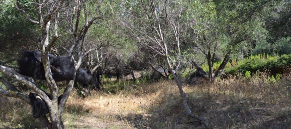 Hotel in Corfu, Greece 9150m², Nr. 5480 13