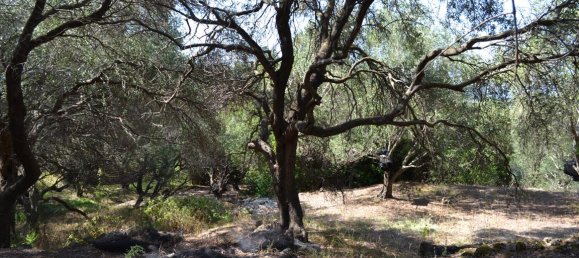 Hotel in Corfu, Greece 9150m², Nr. 5480 25