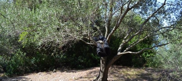  فندق في Corfu, Greece 9150متر مربع رقم 5480 7