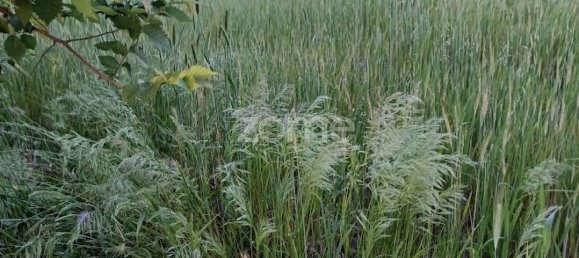 قطعة أرض في Campo Maior, Portugal 6500متر مربع رقم 86885 12