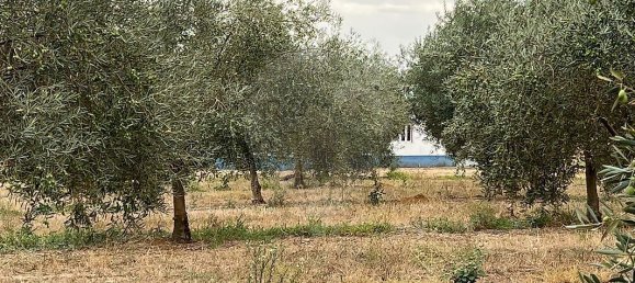 1 Schlafzimmer Haus in Sousel, Portugal, Nr. 70623 23