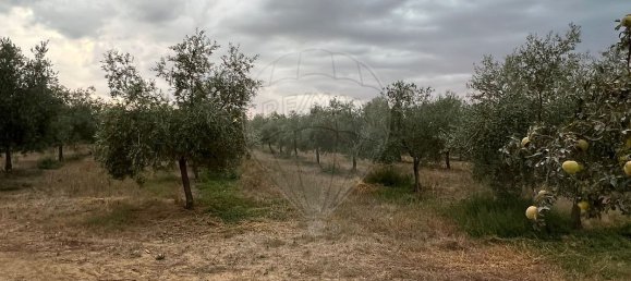 1 Schlafzimmer Haus in Sousel, Portugal, Nr. 70623 2