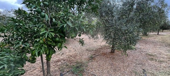 1 Schlafzimmer Haus in Sousel, Portugal, Nr. 70623 20