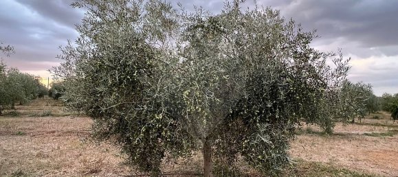 1 Schlafzimmer Haus in Sousel, Portugal, Nr. 70623 27