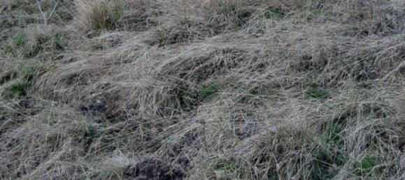 Studio à Livo, Italy No. 153138 6