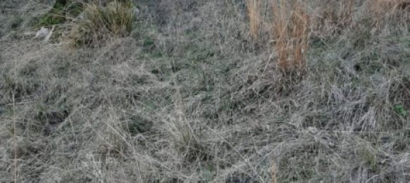 Studio à Livo, Italy No. 153138 2