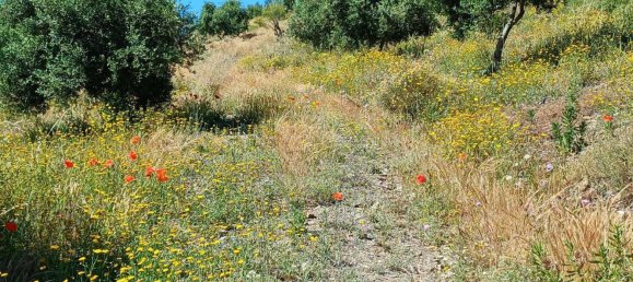  قطعة أرض في Moclinejo, Spain 26000متر مربع رقم 156890 22