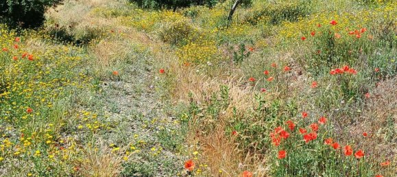  قطعة أرض في Moclinejo, Spain 26000متر مربع رقم 156890 41