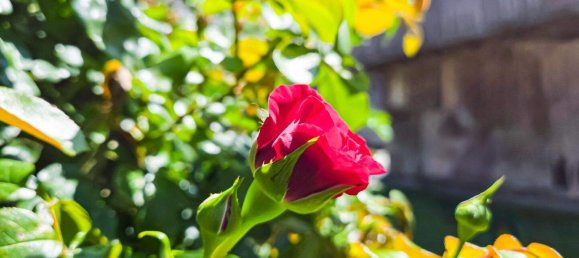 6 rooms House in Kottes-Purk, Austria No. 243005 13