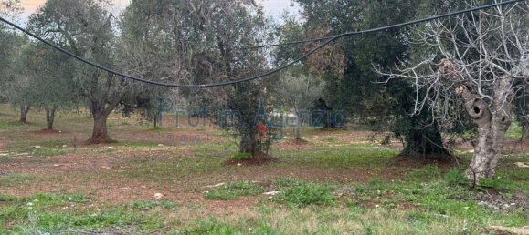 Estúdio em Carovigno, Italy N.º 110534 16