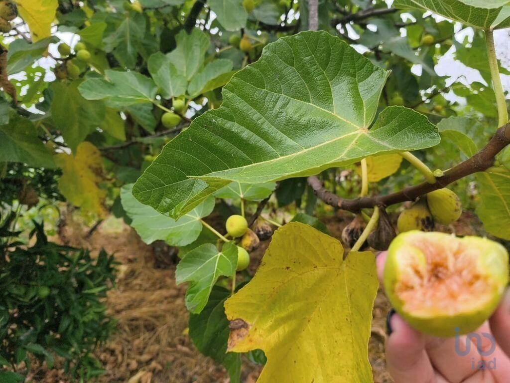 Земельный участок 1896м² в Оливейра ду Ошпитал, Португалия № 336628