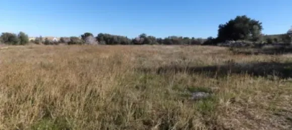 17200m² Land in Castellon, Spain No. 155554 3