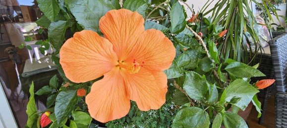 2-Zimmer Wohnung in Villach, Austria, Nr. 253931 15