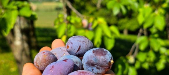 3 rooms House in Tobaj, Austria No. 194590 21