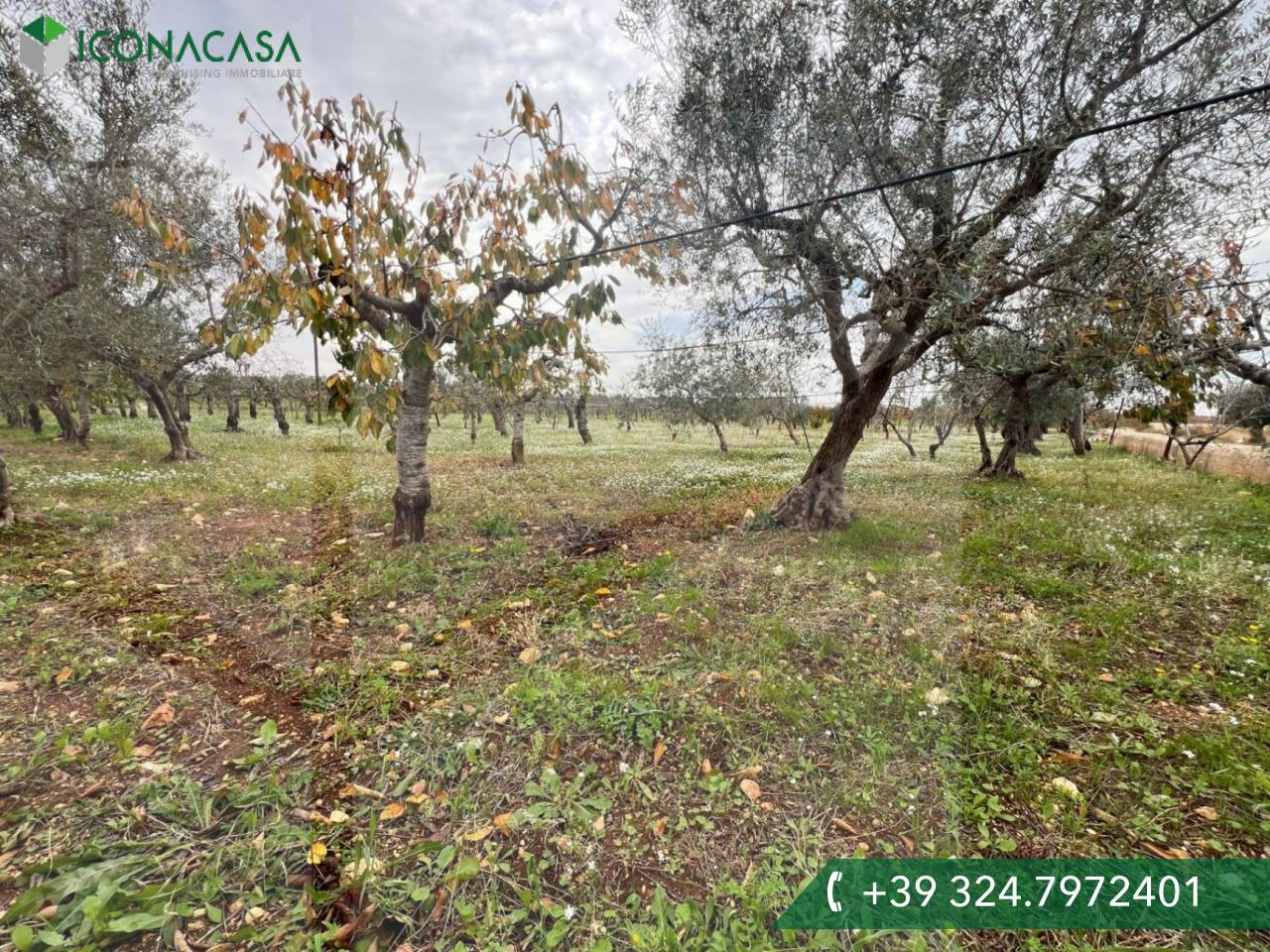 8000m² Land in Conversano, Italy No. 23386