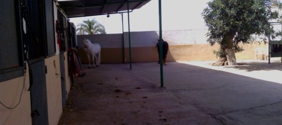 3 Schlafzimmer Gewerbliche Immobilien in Elche, Spain, Nr. 365030 10
