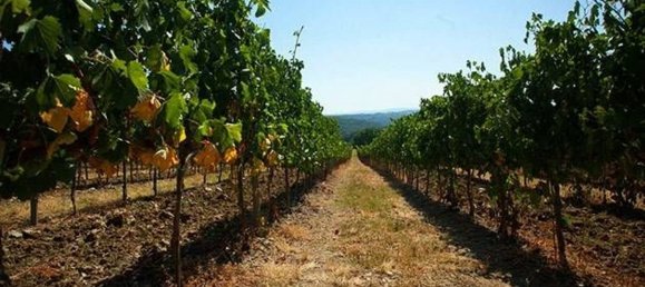 3206m² Building in Barberino Tavarnelle, Italy No. 207451 25