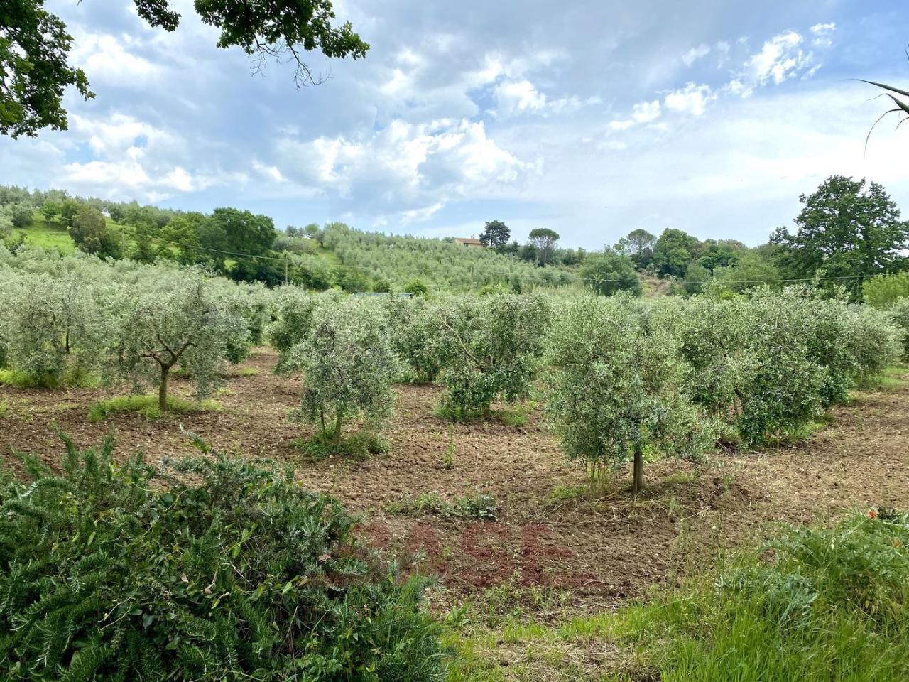 1 room Land in Bibbona, Italy No. 148020