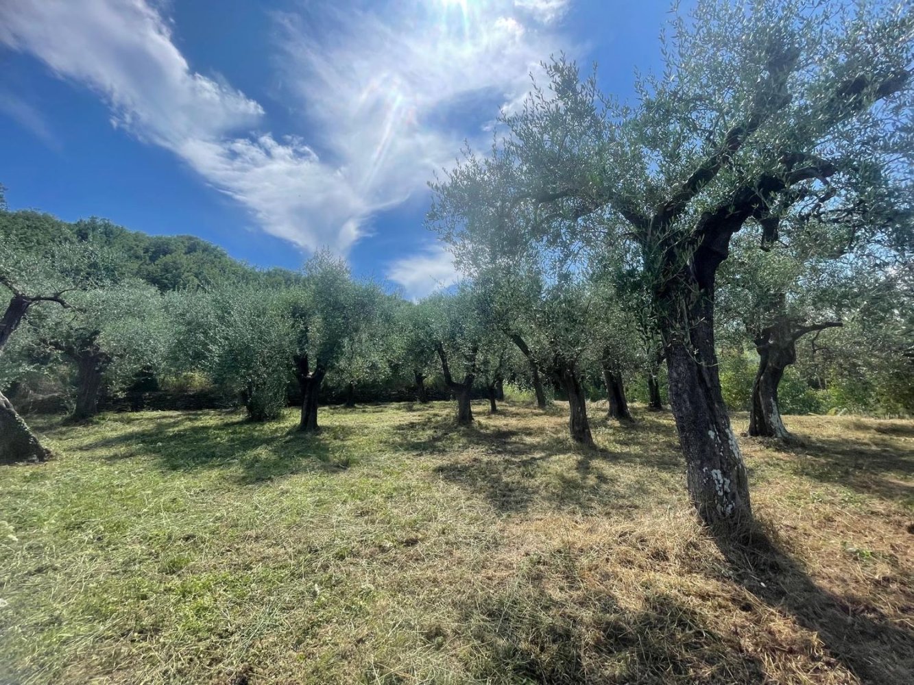 Terreno en Villanova d'Albenga, Italy No. 356916