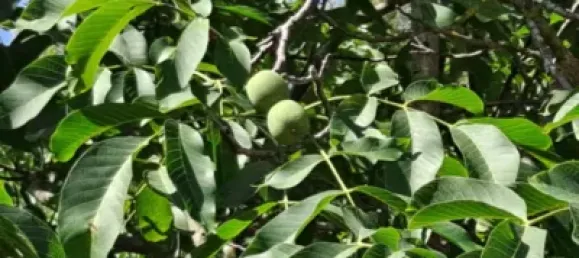 Land in Barcelona, Spain No. 135615 6