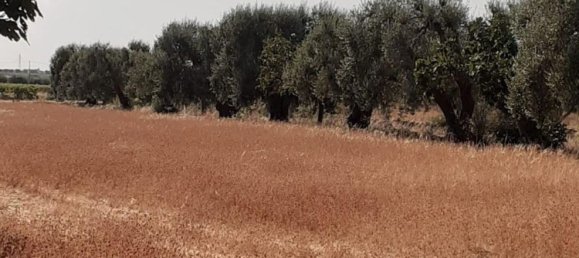 Terreno en Crispiano, Italy No. 315563 11