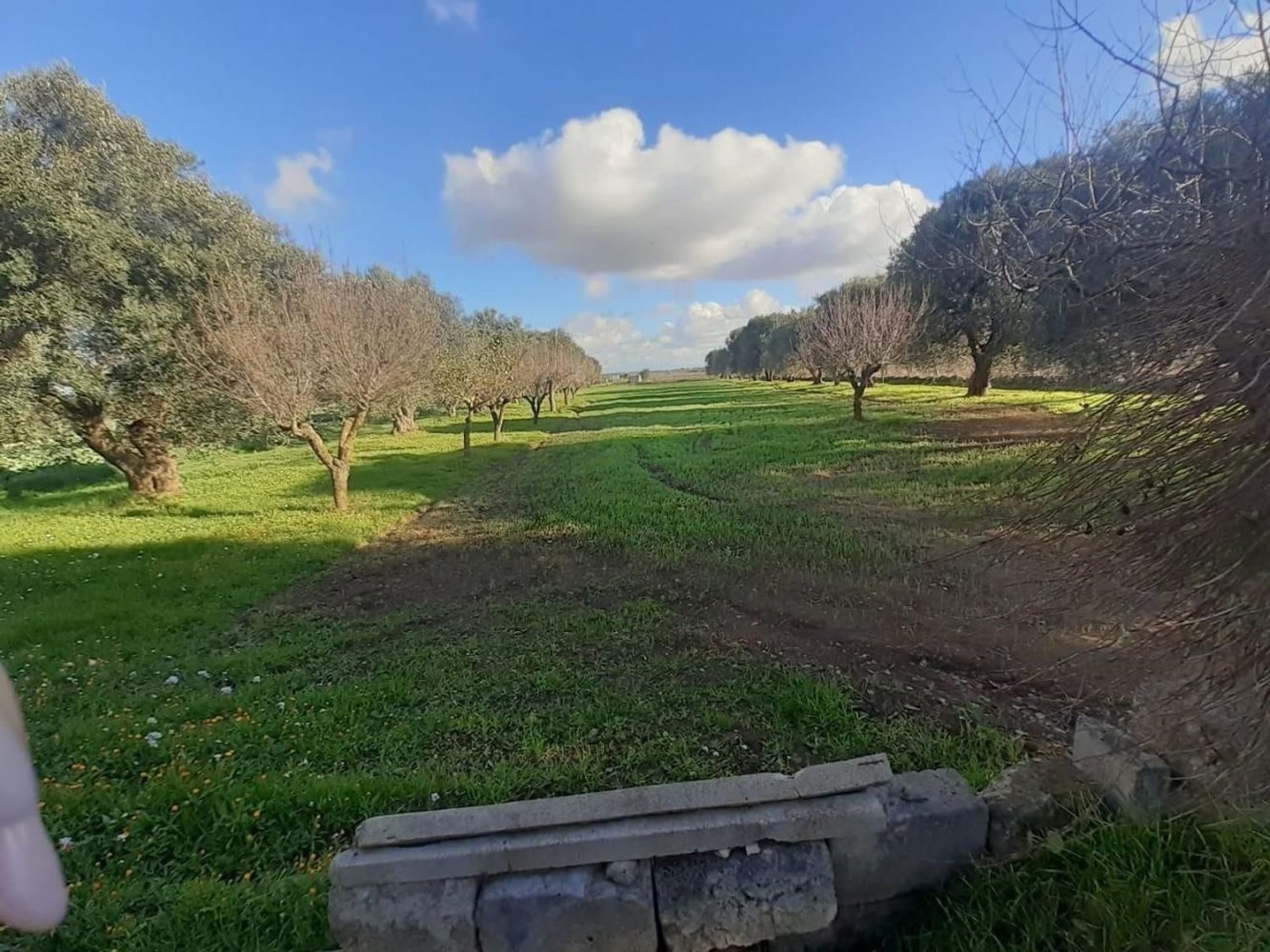 Terreno en Crispiano, Italy No. 315563