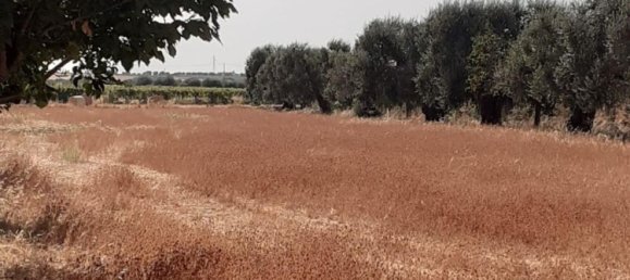 Terreno en Crispiano, Italy No. 315563 16